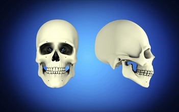 Front view and side view of human skull