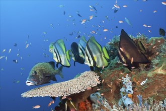 Pinniped batfish, Platax pinnatus, Komodo National Park, Indonesia, Asia