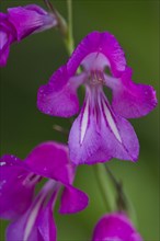 Sumpfgladiole, Gladiolus palustris, Marsh gladiolus