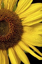 A close up of the petals and center of a sunflower covered in water drops