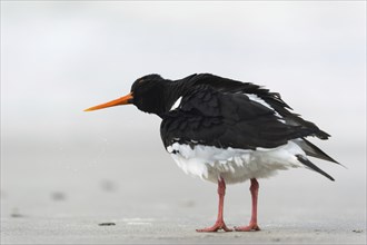 An oystercatcher shakes its head on the beach of the Heligoland dune