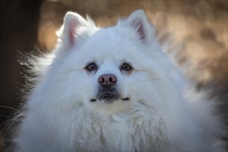 The Japanese Spitz is a small to medium breed of dog of the Spitz type