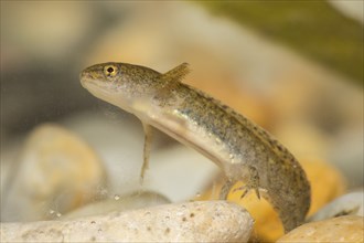 Pond newt larva, Lissotriton vulgaris, smooth newt