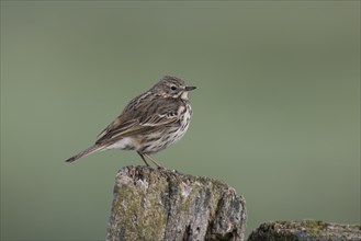 Meadow pipit, Anthus pratensis, meadow pipit