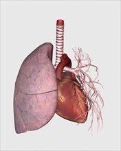 Pulmonary circulation of human heart and lung