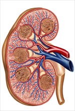 Cross section of internal anatomy of kidney