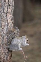 A cute squirrel is perched on a bird house hanger eating the seeds from it in Rathdrum, Idaho