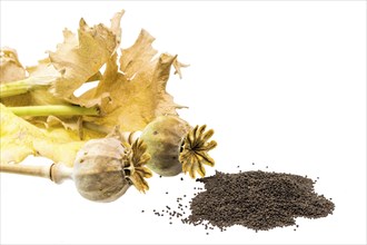 Fresh poppy with seed capsules and leaves, cropped on white