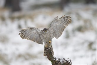 Habicht, Accipiter gentilis, Northern Goshawk