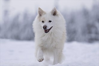 Winter walk