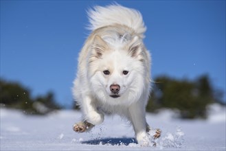 Running Icelandic dog in the snow