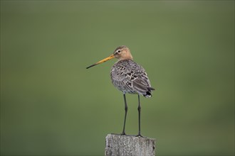 Black-tailed godwit, Limosa limosa, black-tailed godwit