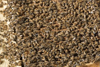 The beekeeper checks honeycomb, working with bees and collects honey in garden