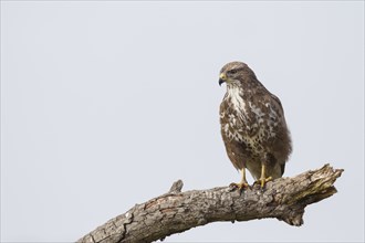 Buzzard, Buteo buteo, Common Buzzard