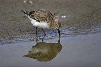 Dunlin, Calidris alpina, dunlin