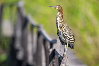 Rufescent tiger heron (Tigrisoma lineatum) Pantanal Brazil