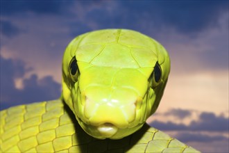 Common Mamba, Dendroaspis angusticeps, Kenya, Africa