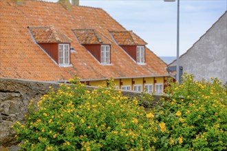 Flowers in the foreground of a picturesque house with red roofs and yellow blossoms in the garden,