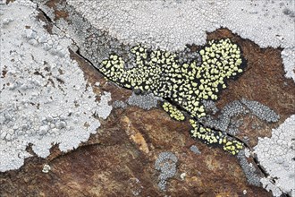 Yellow map lichen and crustose lichen on a rock