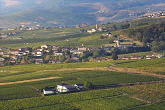 Village of Odenas at sunrise, Beaujolais land, France, Europe