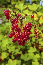 Ripe, redcurrant (Ribes rubrum) hanging from the branch of a bush