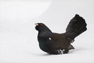 Auerhahn, Tetrao urogallus, wood grouse