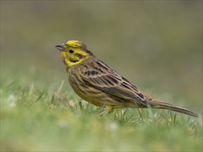 A male yellowhammer sits in a meadow looking for food