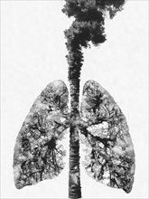 Grayscale image of lungs with trees and smoke representing pollution and nature, AI generated