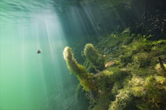 Mangrove area in Jellyfish Sea, Jellyfish Sea, Micronesia, Palau, Oceania