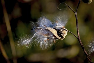 Common milkweed (Asclepias syriaca) knows as butterfly flower, silkweed, silky swallow-wort, and