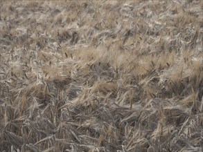 Barley ready for harvest in July