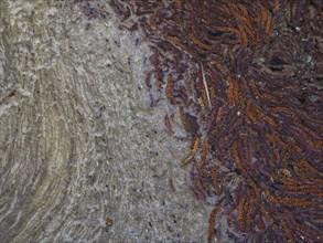 Male catkins of black alder in a stream with biofilm