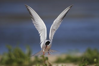 Common Tern, Sterna hirundo, common tern