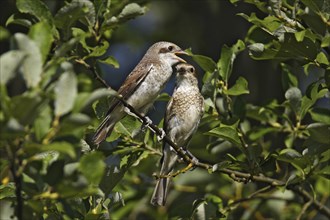 Red-backed shrike, female with young bird, Lanius collurio, red-backed shrike ? female with squab