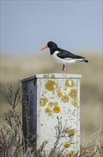 An oystercatcher sits on a distribution box overgrown with lichen