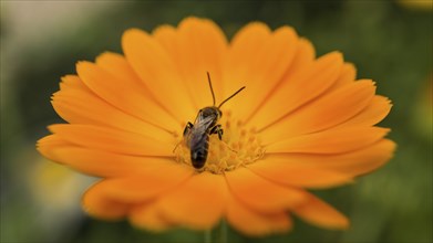 Honey bee on a flower collecting nectar. Macro shot in summer sunshine