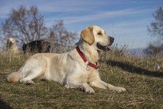 Reclining female Golden Retriever