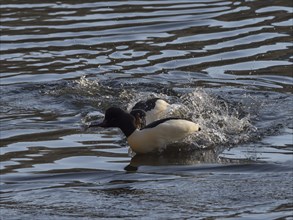 Two male common mergansers arguing on a river