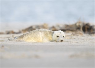 A newborn grey seal lies on the beach of the Heligoland dune