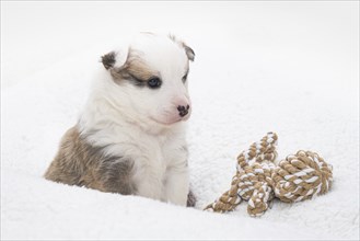 4 week old Icelandic puppy