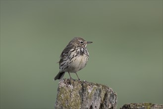 Meadow pipit, Anthus pratensis, meadow pipit