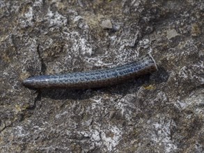 The discarded tail tip of a slow worm lying on a rock