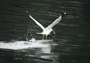 A seagull after catching a fish flies just above the waters of Coeur d'Alene Lake in Idaho