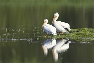 Two American white pelicans stand next to a calm pond in Hauser, Idaho