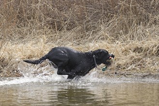 A black labrador retriever fetches a duck decoy in Hauser Lake, Idaho