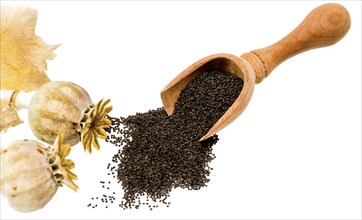 Fresh poppy with seed capsules and leaves, cropped on white