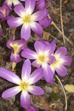 Mauve crocus flowers, probably Crocus tommasianus, from Europe