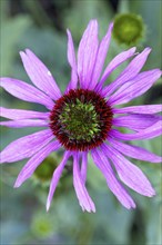 A top view of a pink echinacea flower also called a coneflower at Manito Park in Spokane,