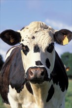 Normande cows grazing in a field