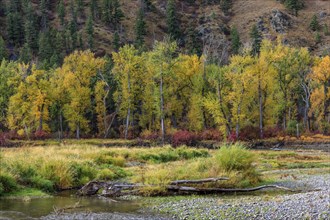 Colors of trees in autumn in southwestern Montana